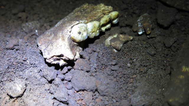 New Insights from Ancient Proteins: The Mystery of Homo Naledi
